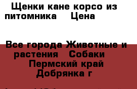 Щенки кане корсо из  питомника! › Цена ­ 65 000 - Все города Животные и растения » Собаки   . Пермский край,Добрянка г.